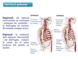 Inspiració: els músculs
intercostals es contrauen
i aixequen les costelles, i
el diafragma es contrau.
Els alvèols s’omplen d’aire.
Expiració: la relaxació
dels músculs intercostals
i del diafragma redueix
el volum de la caixa
toràcica. Els alvèols es
buiden.
 