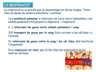 La respiració es un procés que es desenvolupa en vàries etapes. Totes
elles es donen de manera simultània i contínua:
1.La ventilació pulmonar o intercanvi de l’aire entre l’atmosfera i els
alvèols pulmonars mitjançant la inspiració i l’expiració .
2. L'intercanvi de gasos entre alvèols pulmonars i sang.
3.El transport de gasos per la sang fins a arribar a les cèl·lules i a
l’inrevés.
4.L'intercanvi de gasos entre la sang i les cèl·lules dels teixits de
l'organisme.
5.La respiració cel·lular que té lloc dins els mitocondris de les
nostres cèl·lules.
 