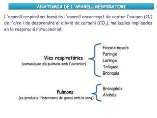 L'aparell respiratori humà és l'aparell encarregat de captar l'oxigen (O2)
de l'aire i de desprendre el diòxid de carboni (CO2), molècules implicades
en la respiració mitocondrial.
 
