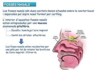 Les fosses nasals són dues cavitats òssies situades sobre la cavitat bucal
i separades pel septe nasal format per cartíleg.
L'interior d'aquestes fosses nasals
estan entapissades per una mucosa
anomenada pituïtària.
Escalfa i humiteja l'aire inspirat
Conté les cèl·lules olfactòries.
Les foses nasals estan recobertes per
uns pèls per tal de retenir les brutícies
de l’aire inspirat i filtrar-lo.
 