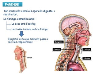 Tub musculós comú als aparells digestiu i
respiratori.
La faringe comunica amb:
La boca amb l'esòfag
Les fosses nasals amb la laringe
Epiglotis evita que l’aliment passi a
les vies respiratòries
 