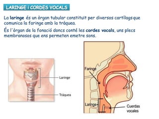 La laringe és un òrgan tubular constituït per diversos cartílagsque
comunica la faringe amb la tràquea.
És l'òrgan de la fonació doncs conté les cordes vocals, uns plecs
membranosos que ens permeten emetre sons.
 
