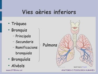Vies aèries inferiors Tràquea Bronquis  Principals Secundaris Ramificacions bronquials Bronquíols Alvèols Aparell resp by  P.J.Lynch Pulmons 