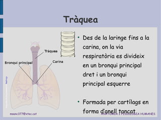 Tràquea Des de la laringe fins a la carina, on la via respiratòria es divideix en un bronqui principal dret i un bronqui principal esquerre Formada per cartílags en forma d’anell tancat Diagrama de los pulmones by  Rastrojo 