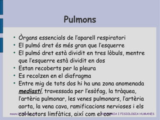Pulmons Òrgans essencials de l’aparell respiratori El pulmó dret és més gran que l’esquerre El pulmó dret està dividit en tres lòbuls, mentre que l’esquerre està dividit en dos Estan recoberts per la pleura Es recolzen en el diafragma Entre mig de tots dos hi ha una zona anomenada  mediastí , travessada per l’esòfag, la tràquea, l’artèria pulmonar, les venes pulmonars, l’artèria aorta, la vena cava, ramificacions nervioses i els col·lectors limfàtics, així com el cor 