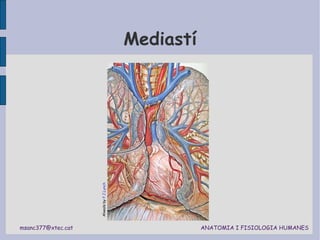 Mediastí Alveols by  P.J.Lynch 