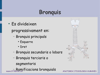 Bronquis Es divideixen progressivament en: Bronquis principals Esquerre Dret Bronquis secundaris o lobars Bronquis terciaris o segmentaris Ramificacions bronquials 
