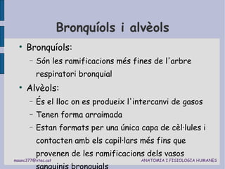 Bronquíols i alvèols Bronquíols: Són les ramificacions més fines de l'arbre respiratori bronquial Alvèols:  És el lloc on es produeix l'intercanvi de gasos Tenen forma arraimada Estan formats per una única capa de cèl·lules i contacten amb els capil·lars més fins que provenen de les ramificacions dels vasos sanguinis bronquials 