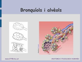 Bronquíols i alvèols Alveols by  P.J.Lynch 