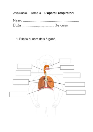Avaluació   Tema 4   L’aparell respiratori

Nom ………………………………………………
Data …………….................... 3r curs



 1- Escriu el nom dels òrgans
 