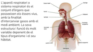 L'aparell respiratori o
sistema respiratori és el
conjunt d'òrgans que
posseeixen els éssers vius,
amb la finalitat
d'intercanviar gasos amb el
medi ambient. La seva
estructura i funció és molt
variable depenent de el
tipus d'organisme i el seu
hàbitat.
 