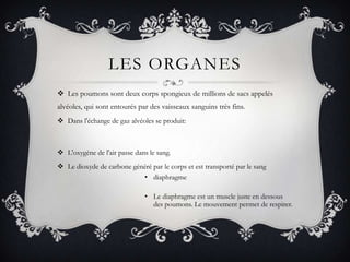LES ORGANES
 Les poumons sont deux corps spongieux de millions de sacs appelés
alvéoles, qui sont entourés par des vaisseaux sanguins très fins.
 Dans l'échange de gaz alvéoles se produit:
 L'oxygène de l'air passe dans le sang.
 Le dioxyde de carbone généré par le corps et est transporté par le sang
• diaphragme
• Le diaphragme est un muscle juste en dessous
des poumons. Le mouvement permet de respirer.
 