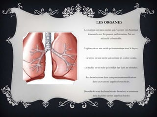 LES ORGANES
Les narines sont deux cavités qui s'ouvrent vers l'extérieur
à travers le nez. En passant par les narines, l'air est
réchauffé et humidifié.
Le pharynx est une cavité qui communique avec le larynx.
Le larynx est une cavité qui contient les cordes vocales.
La trachée est un tube qui conduit l'air dans les bronches.
Les bronches sont deux comportements ramifications
dans les poumons appelées bronchioles.
Bronchioles sont des branches des bronches, se terminant
dans de petites cavités appelées alvéoles
 