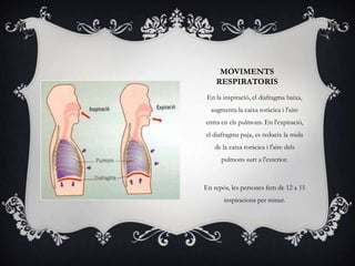 MOVIMENTS
RESPIRATORIS
En la inspiració, el diafragma baixa,
augmenta la caixa toràcica i l'aire
entra en els pulmons. En l'expiració,
el diafragma puja, es redueix la mida
de la caixa toràcica i l'aire dels
pulmons surt a l'exterior.
En repòs, les persones fem de 12 a 15
inspiracions per minut.
 