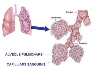 ALVÈOLS PULMONARS
CAPIL·LARS SANGUINIS
 