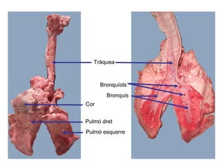 Bronquis
Tràquea
Pulmó dret
Pulmó esquerre
Cor
Bronquíols
 