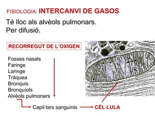FISIOLOGIA: INTERCANVI DE GASOS
Té lloc als alvèols pulmonars.
Per difusió.
RECORREGUT DE L’OXIGEN
Fosses nasals
Faringe
Laringe
Tràquea
Bronquis
Bronquíols
Alvèols pulmonars
Capil·lars sanguinis CÈL·LULA
 