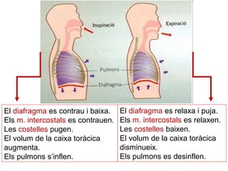 El diafragma es contrau i baixa.
Els m. intercostals es contrauen.
Les costelles pugen.
El volum de la caixa toràcica
augmenta.
Els pulmons s’inflen.
El diafragma es relaxa i puja.
Els m. intercostals es relaxen.
Les costelles baixen.
El volum de la caixa toràcica
disminueix.
Els pulmons es desinflen.
 