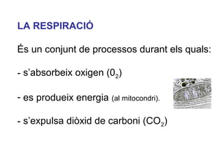 LA RESPIRACIÓ
És un conjunt de processos durant els quals:
- s’absorbeix oxigen (02)
- es produeix energia (al mitocondri).
- s’expulsa diòxid de carboni (CO2)
 