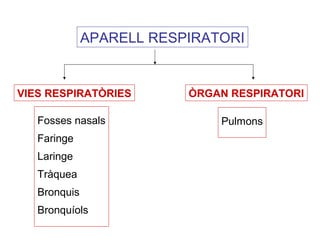 APARELL RESPIRATORI
VIES RESPIRATÒRIES ÒRGAN RESPIRATORI
Fosses nasals
Faringe
Laringe
Tràquea
Bronquis
Bronquíols
Pulmons
 