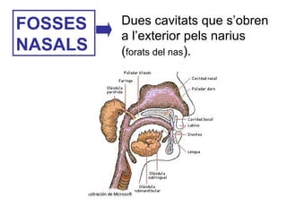 FOSSES
NASALS
Dues cavitats que s’obren
a l’exterior pels narius
(forats del nas).
 