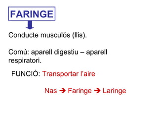 FARINGE
Conducte musculós (llis).
Comú: aparell digestiu – aparell
respiratori.
FUNCIÓ: Transportar l’aire
Nas  Faringe  Laringe
 