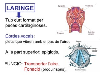 LARINGE
Tub curt format per
peces cartilaginoses.
Cordes vocals:
plecs que vibren amb el pas de l’aire.
A la part superior: epiglotis.
FUNCIÓ: Transportar l’aire.
Fonació (produir sons).
 