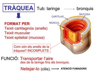 TRÀQUEA Tub: laringe bronquis
FORMAT PER:
Teixit cartilaginós (anells)
Teixit muscular
Teixit epitelial (mucosa)
Com són els anells de la
tràquea? INCOMPLETS
FUNCIÓ: Transportar l’aire
des de la laringe fins als bronquis.
Netejar-lo (cilis).
CARTÍLAG
MUCOSA
MÚSCUL
ATENCIÓ FUMADORS
 