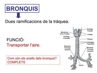 BRONQUIS
Dues ramificacions de la tràquea.
FUNCIÓ:
Transportar l’aire.
Com són els anells dels bronquis?
COMPLETS
 