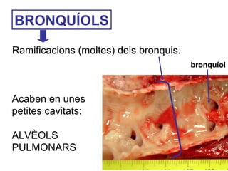 BRONQUÍOLS
Ramificacions (moltes) dels bronquis.
bronquíol
Acaben en unes
petites cavitats:
ALVÈOLS
PULMONARS
 