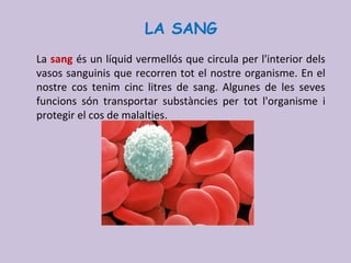 LA SANG
La sang és un líquid vermellós que circula per l'interior dels
vasos sanguinis que recorren tot el nostre organisme. En el
nostre cos tenim cinc litres de sang. Algunes de les seves
funcions són transportar substàncies per tot l'organisme i
protegir el cos de malalties.
 