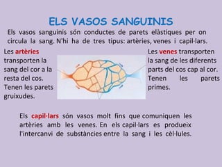ELS VASOS SANGUINIS
Els vasos sanguinis són conductes de parets elàstiques per on
circula la sang. N'hi ha de tres tipus: artèries, venes i capil·lars.
Les artèries
transporten la
sang del cor a la
resta del cos.
Tenen les parets
gruixudes.
Els capil·lars són vasos molt fins que comuniquen les
artèries amb les venes. En els capil·lars es produeix
l'intercanvi de substàncies entre la sang i les cèl·lules.
Les venes transporten
la sang de les diferents
parts del cos cap al cor.
Tenen les parets
primes.
 