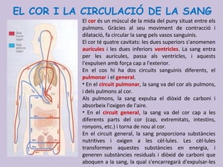 El cor és un múscul de la mida del puny situat entre els
pulmons. Gràcies al seu moviment de contracció i
dilatació, fa circular la sang pels vasos sanguinis.
El cor té quatre cavitats: les dues superiors s'anomenen
aurícules i les dues inferiors ventricles. La sang entra
per les aurícules, passa als ventricles, i aquests
l'expulsen amb força cap a l'exterior.
En el cos hi ha dos circuits sanguinis diferents, el
pulmonar i el general.
• En el circuit pulmonar, la sang va del cor als pulmons,
i dels pulmons al cor.
Als pulmons, la sang expulsa el diòxid de carboni i
absorbeix l'oxigen de l'aire.
• En el circuit general, la sang va del cor cap a les
diferents parts del cor (cap, extremitats, intestins,
ronyons, etc.) i torna de nou al cor.
En el circuit general, la sang proporciona substàncies
nutritives i oxigen a les cèl·lules. Les cèl·lules
transformen aquestes substàncies en energia, i
generen substàncies residuals i diòxid de carboni que
aboquen a la sang, la qual s'encarregarà d'expulsar-les
EL COR I LA CIRCULACIÓ DE LA SANG
 