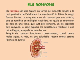 Els ronyons són dos òrgans en forma de mongeta situats a la
part posterior de l'abdomen. La seva funció és filtrar la sang i
formar l'orina. La sang entra en els ronyons per una artèria,
que es ramifica en múltiples capil·lars, els quals es reuneixen
de nou en una vena, que surt dels ronyons. En els capil·lars
dels ronyons, la sang expulsa les substàncies residuals i una
mica d'aigua, les quals formen l'orina.
Perquè els ronyons funcionen correctament, convé beure
molta aigua. A més, és poc saludable retenir molta estona
l'orina a la bufeta.
ELS RONYONS
 