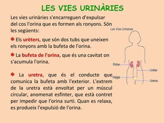 Les vies urinàries s'encarreguen d'expulsar
del cos l'orina que es formen als ronyons. Són
les següents:
Els urèters, que són dos tubs que uneixen
els ronyons amb la bufeta de l'orina.
La bufeta de l'orina, que és una cavitat on
s'acumula l'orina.
La uretra, que és el conducte que
comunica la bufeta amb l'exterior. L'extrem
de la uretra està envoltat per un múscul
circular, anomenat esfínter, que està contret
per impedir que l'orina surti. Quan es relaxa,
es produeix l'expulsió de l'orina.
LES VIES URINÀRIES
 