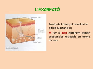 A més de l’orina, el cos elimina
altres substàncies:
Per la pell eliminem també
substàncies residuals en forma
de suor.
L’EXCRECIÓ
 