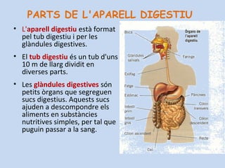 PARTS DE L'APARELL DIGESTIU
• L'aparell digestiu està format
pel tub digestiu i per les
glàndules digestives.
• El tub digestiu és un tub d'uns
10 m de llarg dividit en
diverses parts.
• Les glàndules digestives són
petits òrgans que segreguen
sucs digestius. Aquests sucs
ajuden a descompondre els
aliments en substàncies
nutritives simples, per tal que
puguin passar a la sang.
 