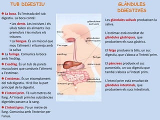 TUB DIGESTIU
La boca. És l'entrada del tub
digestiu. La boca conté:
• Les dents. Les incisives i els
ullals tallen els aliments i les
premolars i les molars els
trituren.
• La llengua. És un múscul que
mou l'aliment i el barreja amb
la saliva
La faringe. Comunica la boca
amb l'esòfag.
L'esòfag. És un tub de parets
musculoses que condueix l'aliment
a l'estómac.
L'estómac. És un eixamplament
del tub digestiu. Hi té lloc la part
principal de la digestió.
L'intestí prim. Té vuit metres de
llarg. A l'intestí prim les substàncies
digerides passen a la sang.
L'intestí gros. Fa un metre de
llarg. Comunica amb l'exterior per
l'anus.
GLÀNDULES
DIGESTIVES
Les glàndules salivals produeixen la
saliva.
L'estómac està envoltat de
glàndules gàstriques, que
produeixen els sucs gàstrics.
El fetge produeix la bilis, un suc
digestiu, que s'aboca a l'intestí prim.
El pàncrees produeix el suc
pancreàtic, un suc digestiu que
també s'aboca a l'intestí prim.
L'intestí prim està envoltat de
glàndules intestinals, que
produeixen els sucs intestinals.
 