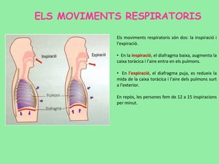 ELS MOVIMENTS RESPIRATORIS
Els moviments respiratoris són dos: la inspiració i
l'expiració.
• En la inspiració, el diafragma baixa, augmenta la
caixa toràcica i l'aire entra en els pulmons.
• En l'expiració, el diafragma puja, es redueix la
mida de la caixa toràcica i l'aire dels pulmons surt
a l'exterior.
En repòs, les persones fem de 12 a 15 inspiracions
per minut.
 