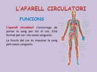 FUNCIONS
L'aparell circulatori s'encarrega de
portar la sang per tot el cos. Està
format pel cor i els vasos sanguinis.
La funció del cor és impulsar la sang
pels vasos sanguinis.
 