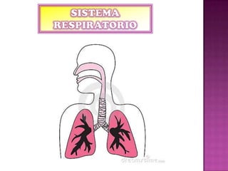 Sistema Respiratorio