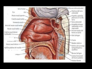 ANATOMIA HUMANA
ESTOMATOLOGIA 2015
 