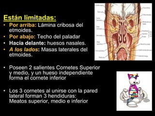 Están limitadas:
• Por arriba: Lámina cribosa del
etmoides.
• Por abajo: Techo del paladar
• Hacia delante: huesos nasales.
• A los lados: Masas laterales del
etmoides.
• Poseen 2 salientes Cornetes Superior
y medio, y un hueso independiente
forma el cornete inferior
• Los 3 cornetes al unirse con la pared
lateral forman 3 hendiduras:
Meatos superior, medio e inferior
ANATOMIA HUMANA
ESTOMATOLOGIA 2015
 