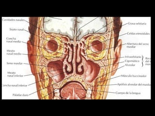 ANATOMIA HUMANA
ESTOMATOLOGIA 2015
 
