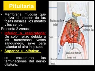 Pituitaria
• Membrana mucosa que
tapiza el interior de las
fosas nasales, los meatos
y los senos.
Presenta 2 zonas:
• Inferior o respiratoria:
De color rojizo debido a
los numerosos vasos
sanguíneos, sirve para
calentar el aire inspirado.
• Superior u olfativa: De
color amarillo a cuyo nivel
se encuentran las
terminaciones del nervio
olfatorio. ANATOMIA HUMANA
ESTOMATOLOGIA 2015
 