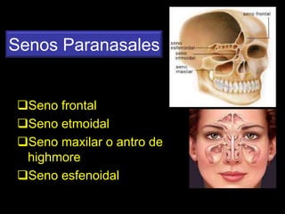 Senos Paranasales
Seno frontal
Seno etmoidal
Seno maxilar o antro de
highmore
Seno esfenoidal
ANATOMIA HUMANA
ESTOMATOLOGIA 2015
 