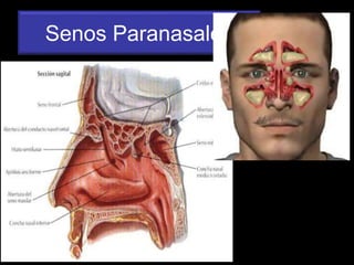 Senos Paranasales
 