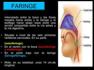 FARINGE
• Conducto musculo membranoso
intercalado entre la boca y las fosas
nasales hacia arriba y la laringe y el
esófago hacia abajo osea tiene una
acción compartida entre la vía aérea y
la vía digestiva.
• Situada a nivel de las seis primeras
vértebras cervicales. En su parte alta se
comunica con las fosas nasales
(nasofaringe).
• En el centro con la boca (bucofaringe
u orofaringe).
• En la parte baja con la laringe
(laringofaringe).
• Mide, en su totalidad, unos 14 cm.de
longitud. ANATOMIA HUMANA
ESTOMATOLOGIA 2015
 