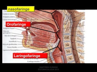 nasofaringe
Orofaringe
Laringofaringe
ANATOMIA HUMANA
ESTOMATOLOGIA 2015
 