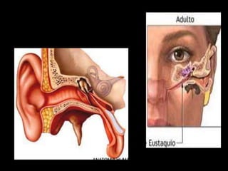 Trompa de
Eustaquio
ANATOMIA HUMANA
ESTOMATOLOGIA 2015
 